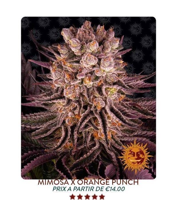 Mimosa orange punch