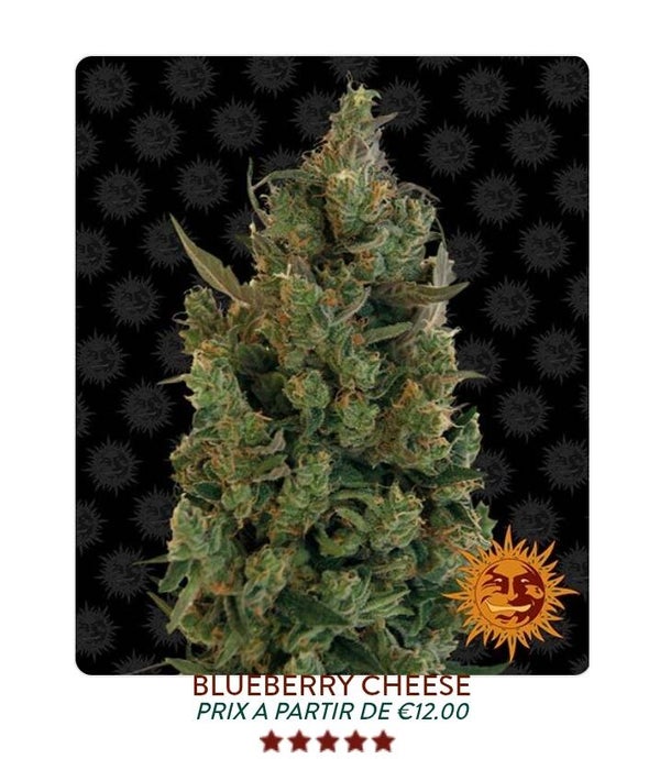 Blue berry cheese