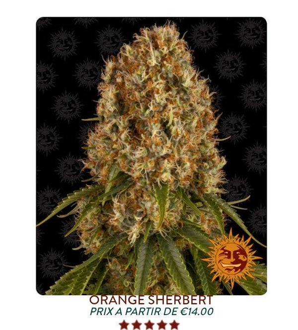 Orange Sherbert