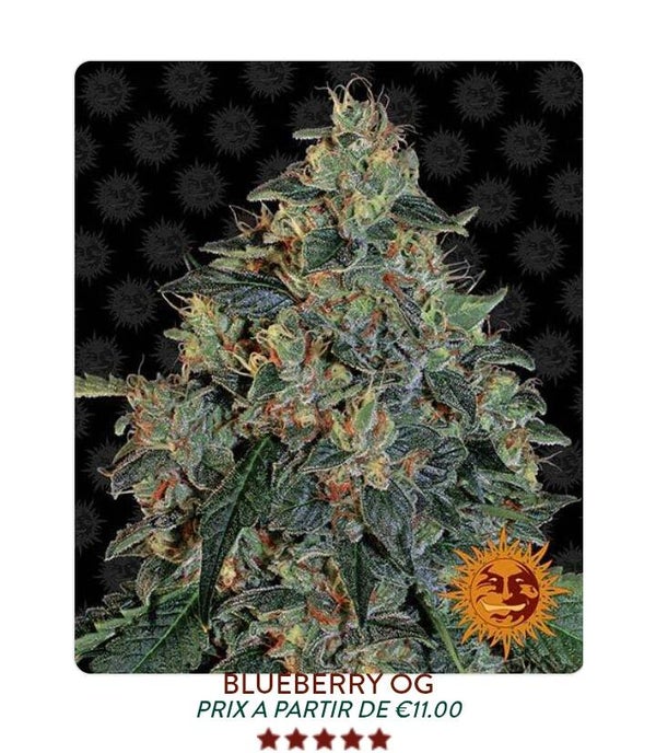 Blueberry og