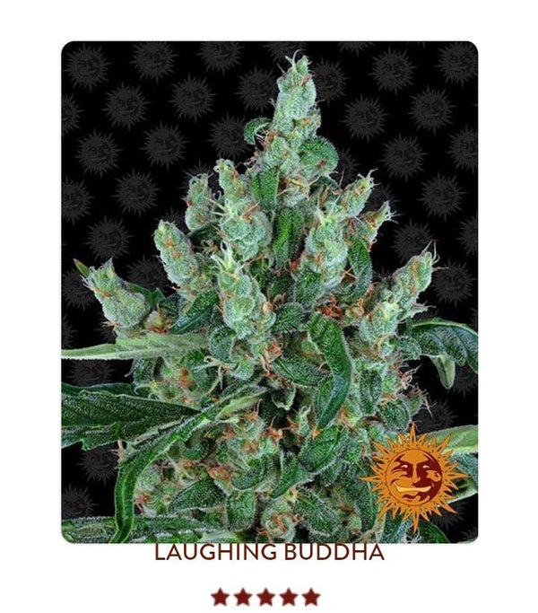 Laughing Boudha