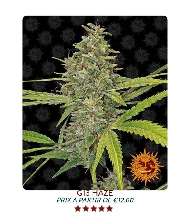 G13haze