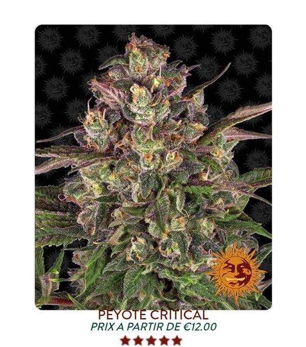 Peyote Critical