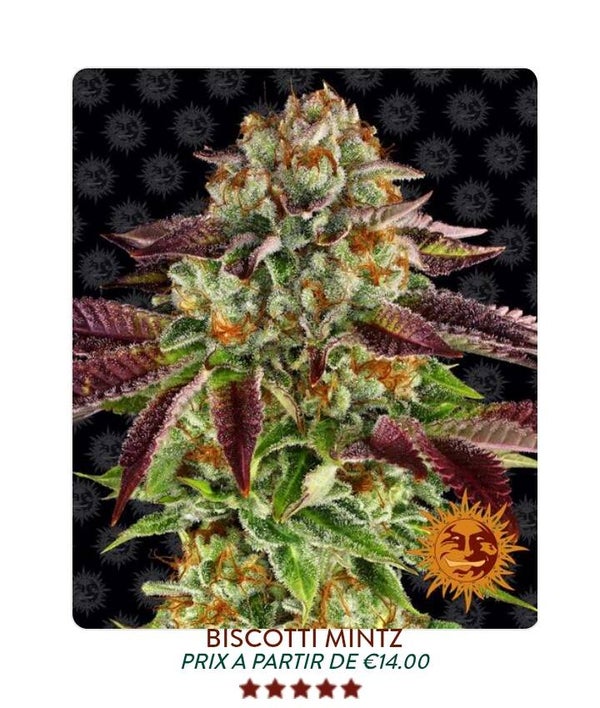 Biscottie Mintz