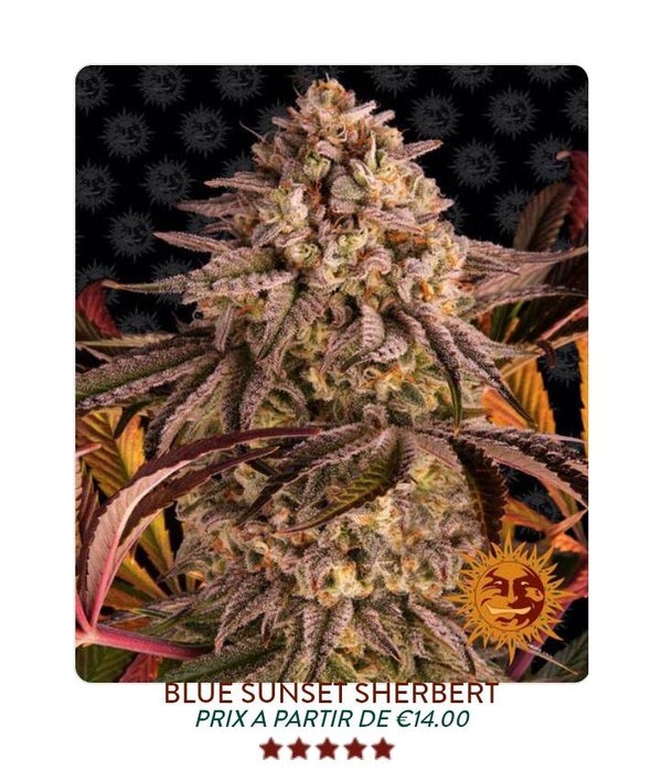 Blue shunshet sherbrrt
