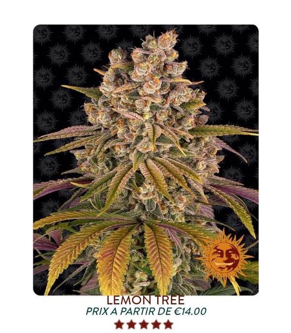 Lemon Tree