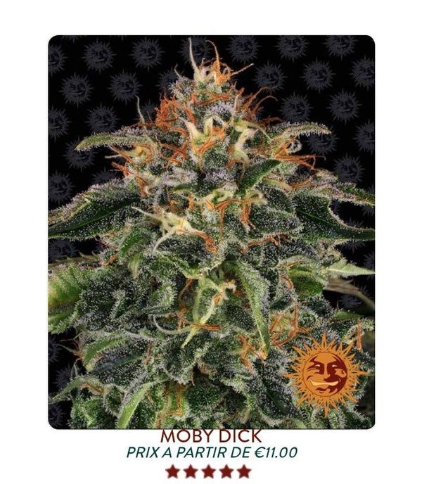 Moby Dick