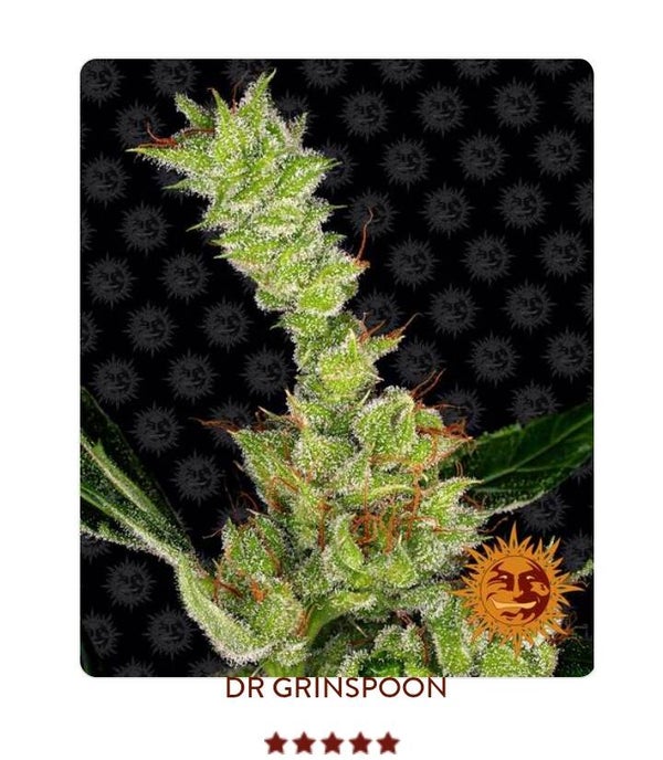 Dr Greenspoon