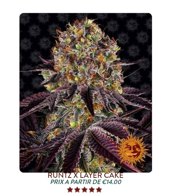 Runtz X Lawer