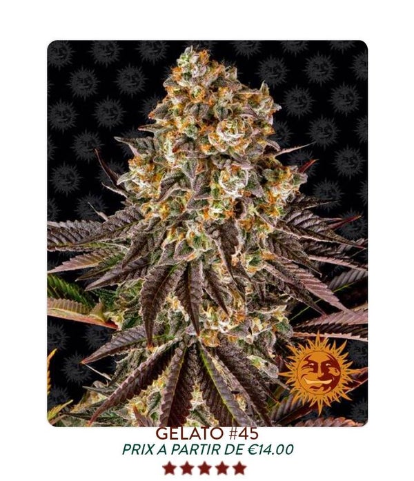 Gelato 45