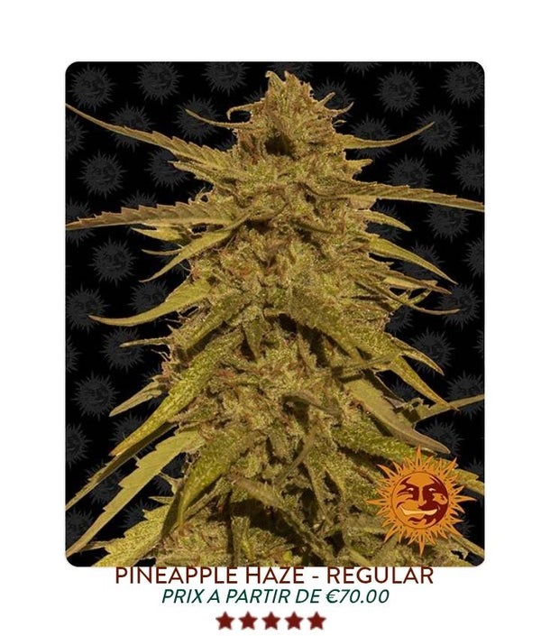 Pineaple Haze