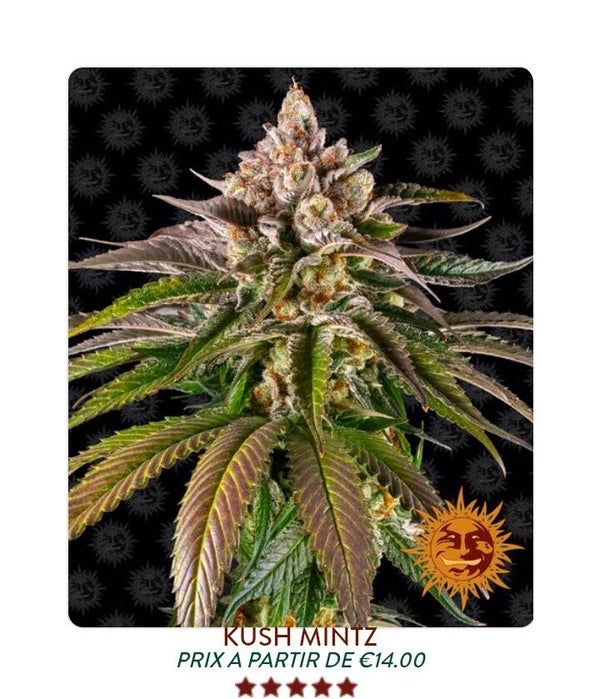 Kush Mintz