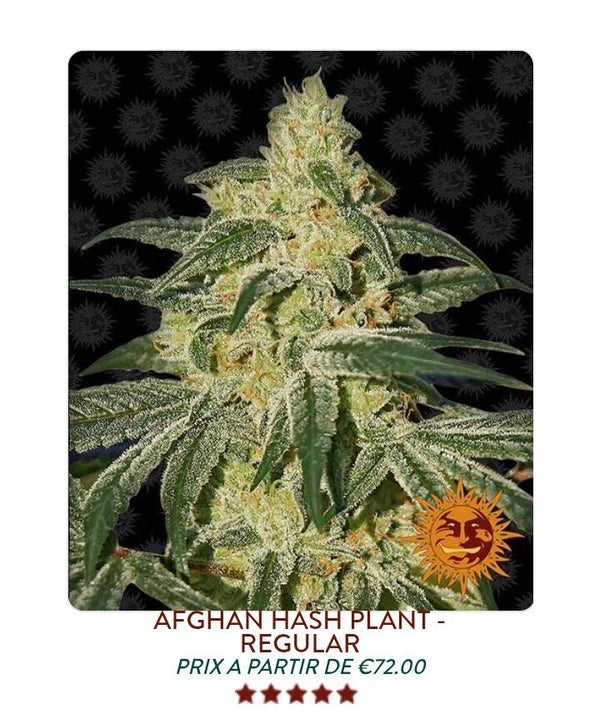 Afghanistan Hash