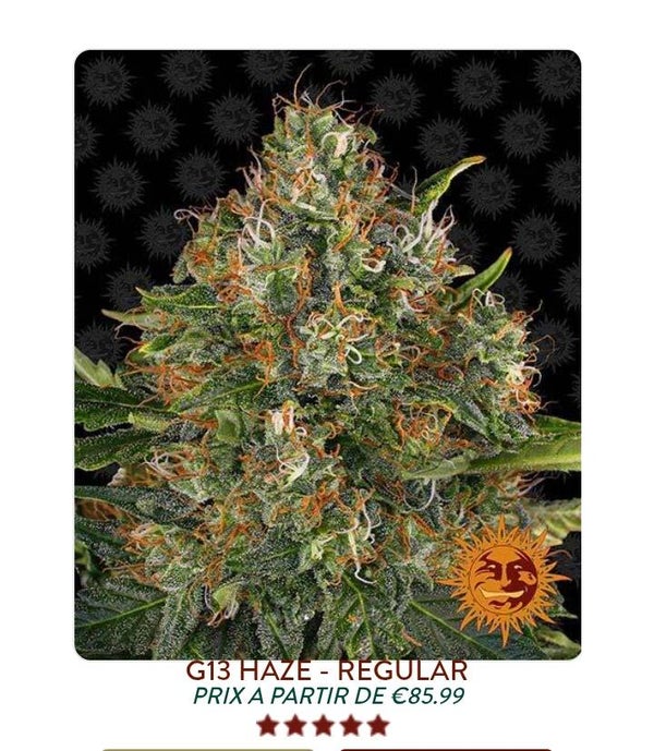 G13 Haze reg