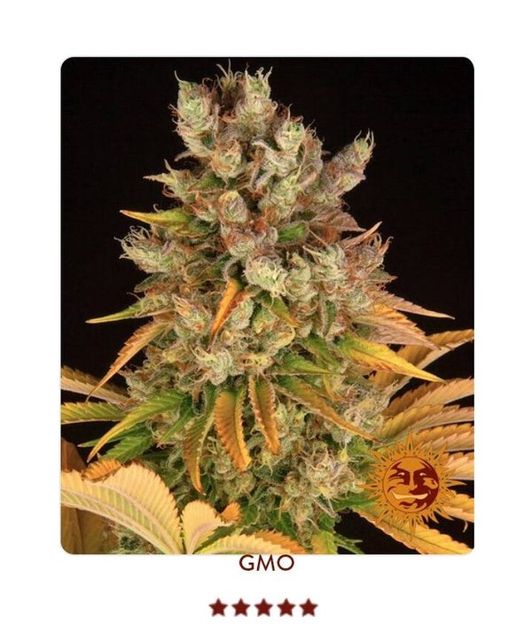 Gmo