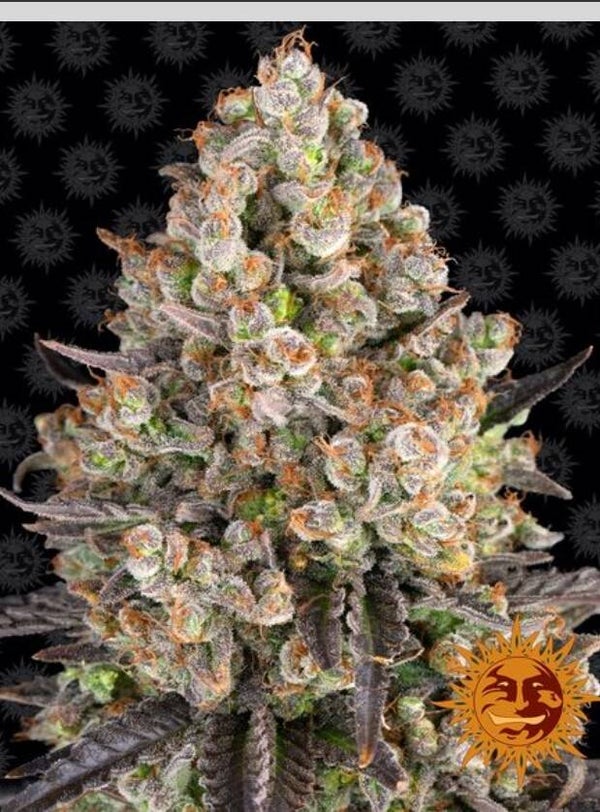 OG Kush