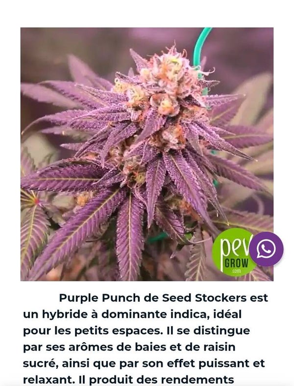 Purple punch