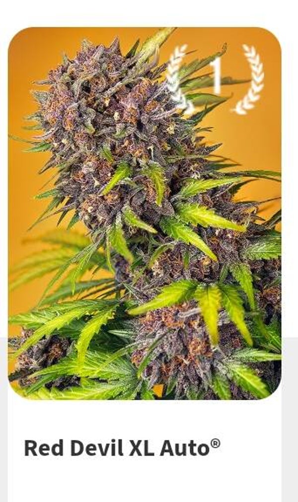 Red devil XL auto
