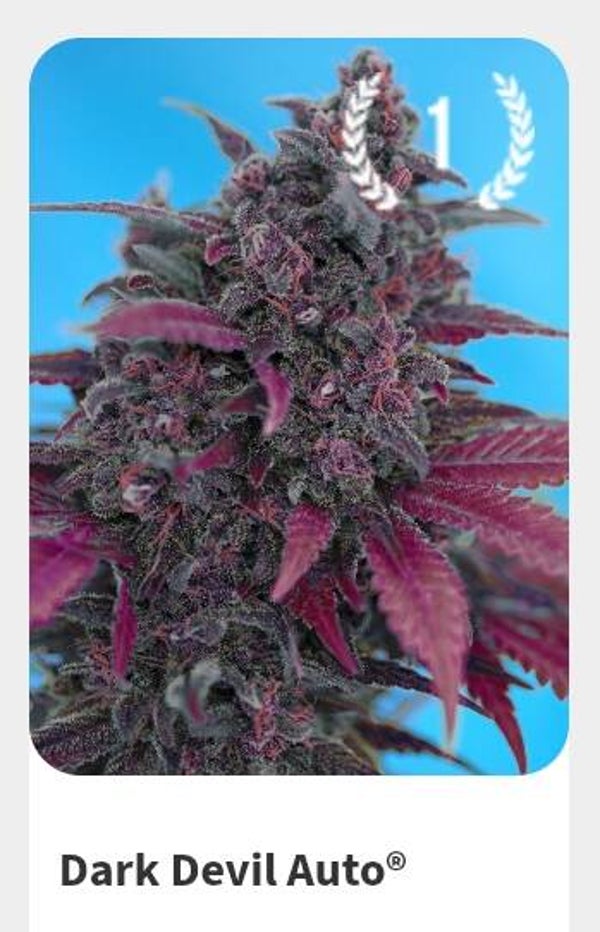 Dark devil xl