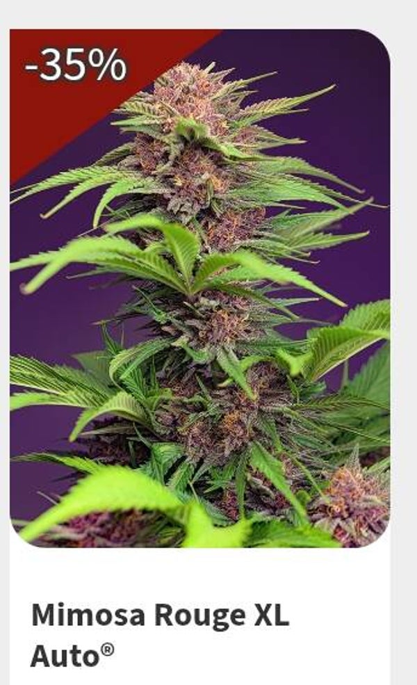 Mimosa rouge XL auto