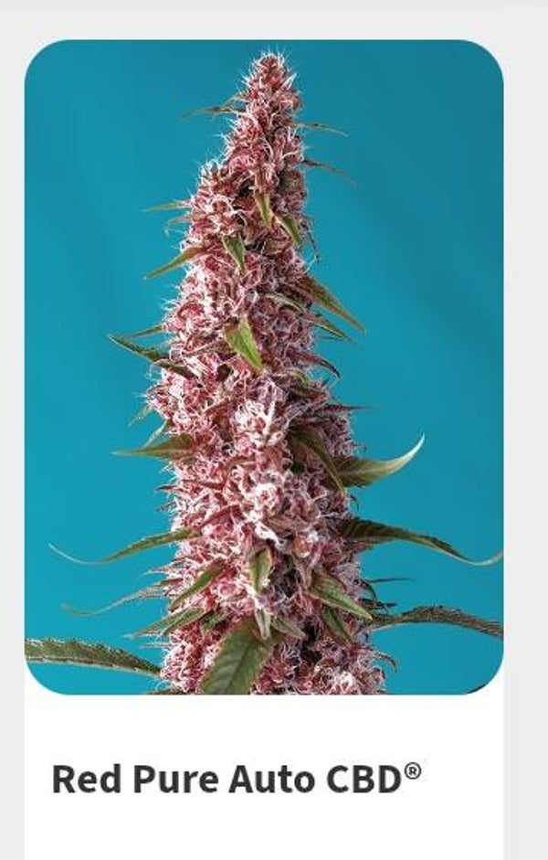 Red pure auto