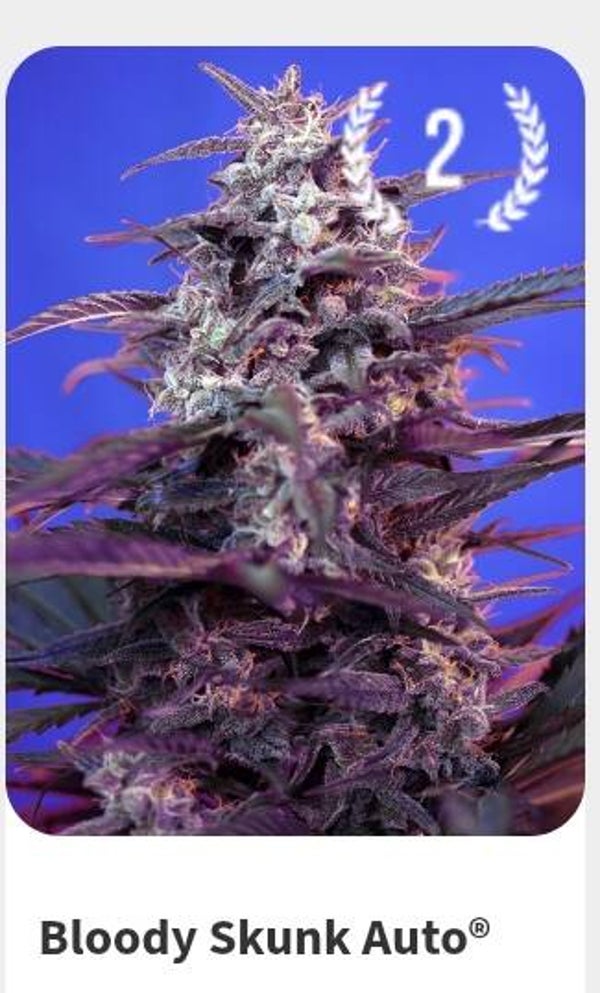 Bloody shunk auto