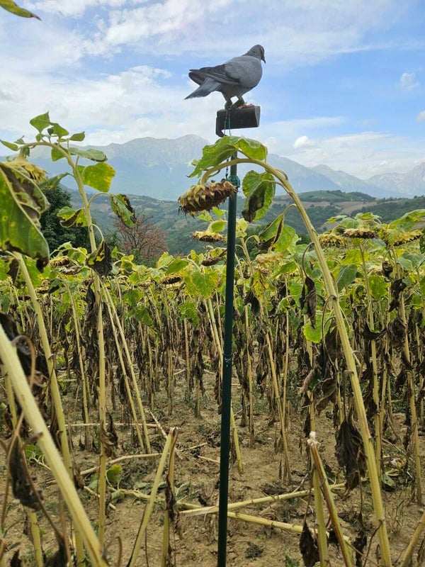 Picchetto da campo telescopico