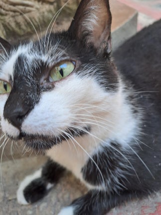 Mi gatita Dorita.