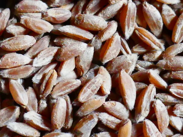 Sommeremmer Spelta - eine besondere Rarität