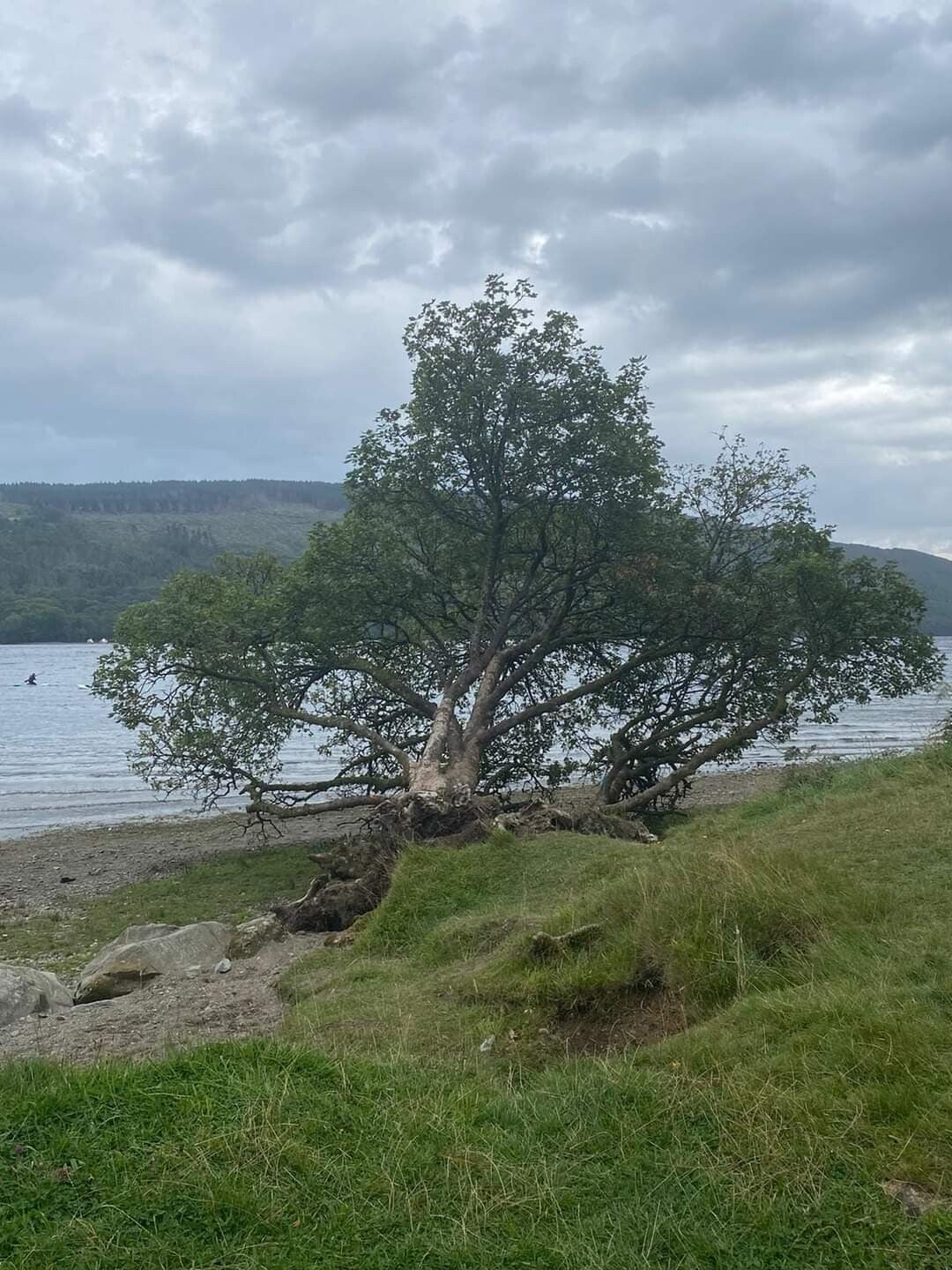 Image of a fallen tree, uprooted by a storm, that has continued to thrive despite the damage.