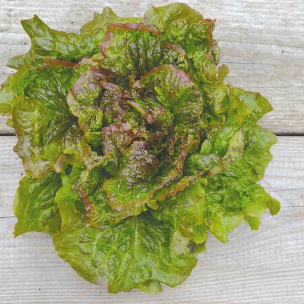 salade Grenobloise