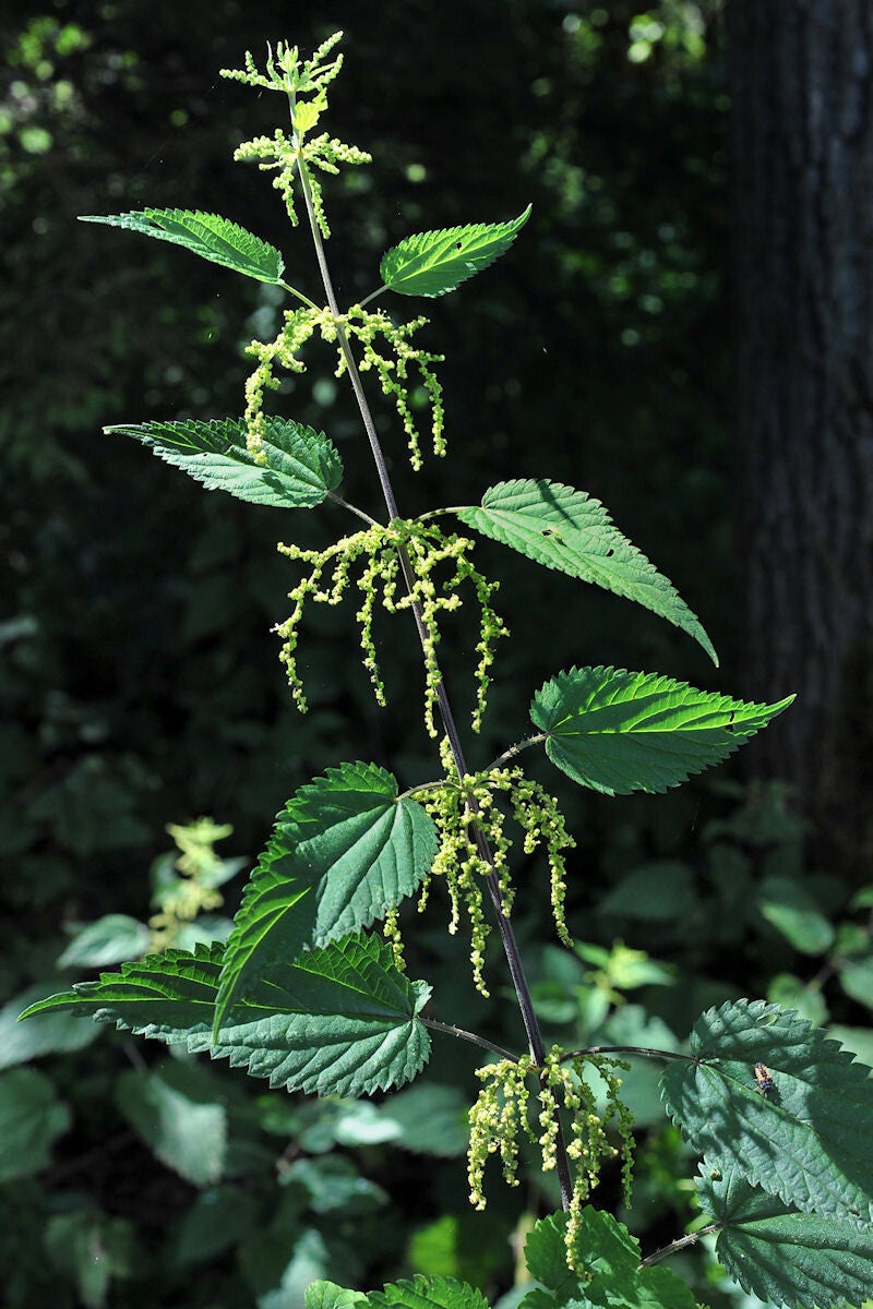 Getrocknete Brennesseln 40g Beutel