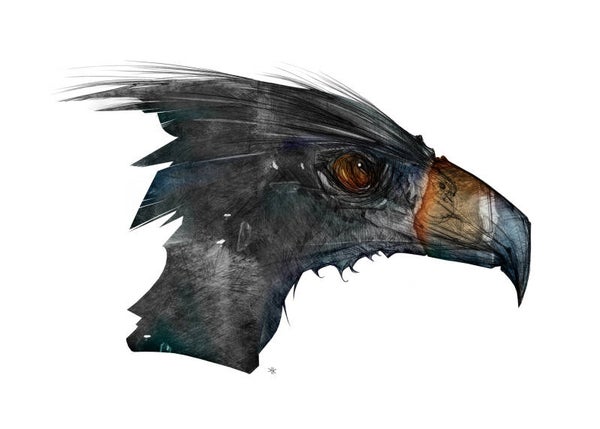 Raptor
