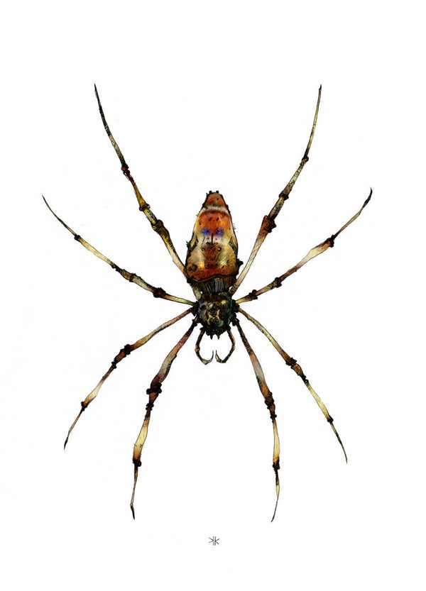 Spider #2