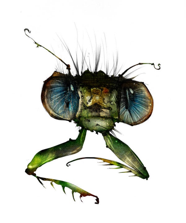 Dragon-mantis