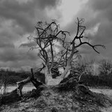 dsc00133-standard.jpg