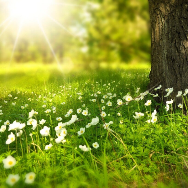 Séance unique de Sophrologie