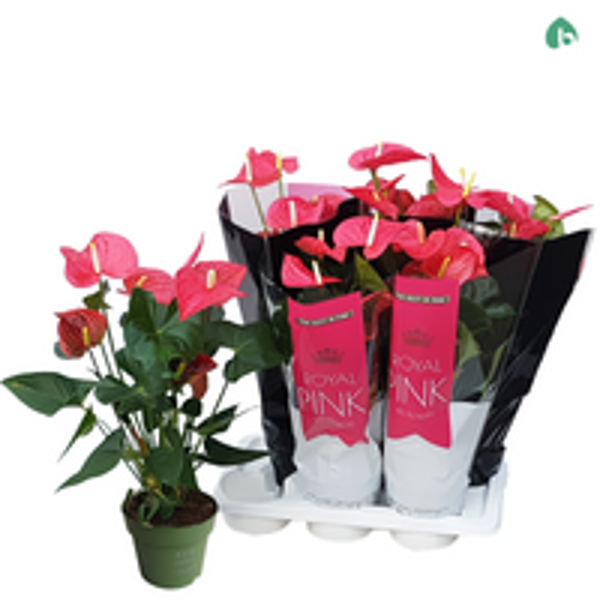 ANTHURIUM MAINE PINK (RPYAL) PRO 6FLO X1 117029