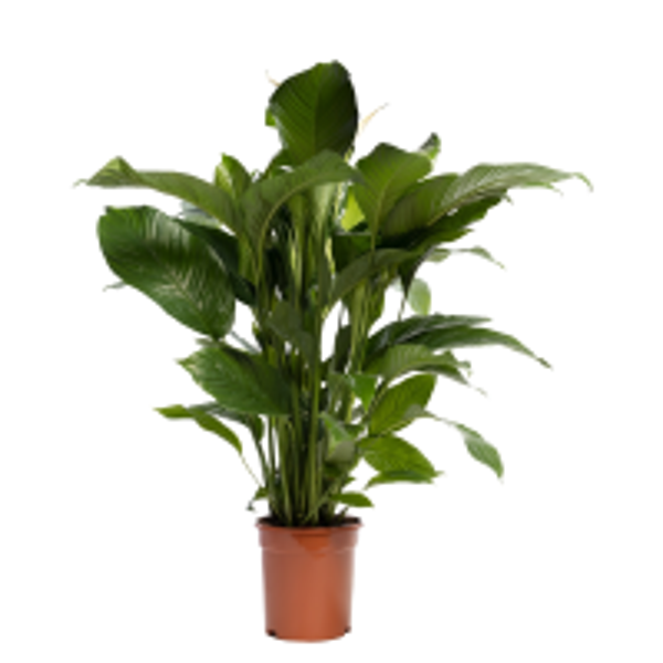 SPATHIPHYLLUM SWEET LAURETTA PRO 90CM X1 128643