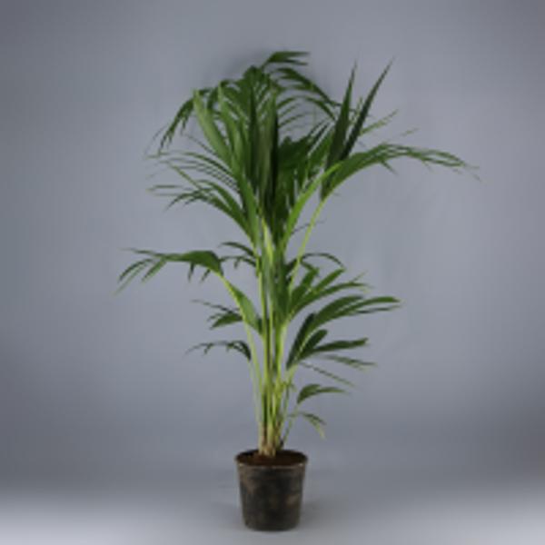 KENTIA HOWEA 100-110CM  X1 24322