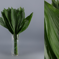 ASPIDISTRA 50CM
