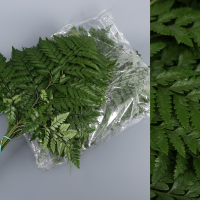 HELECHO CUERO GOLDEN SUPER