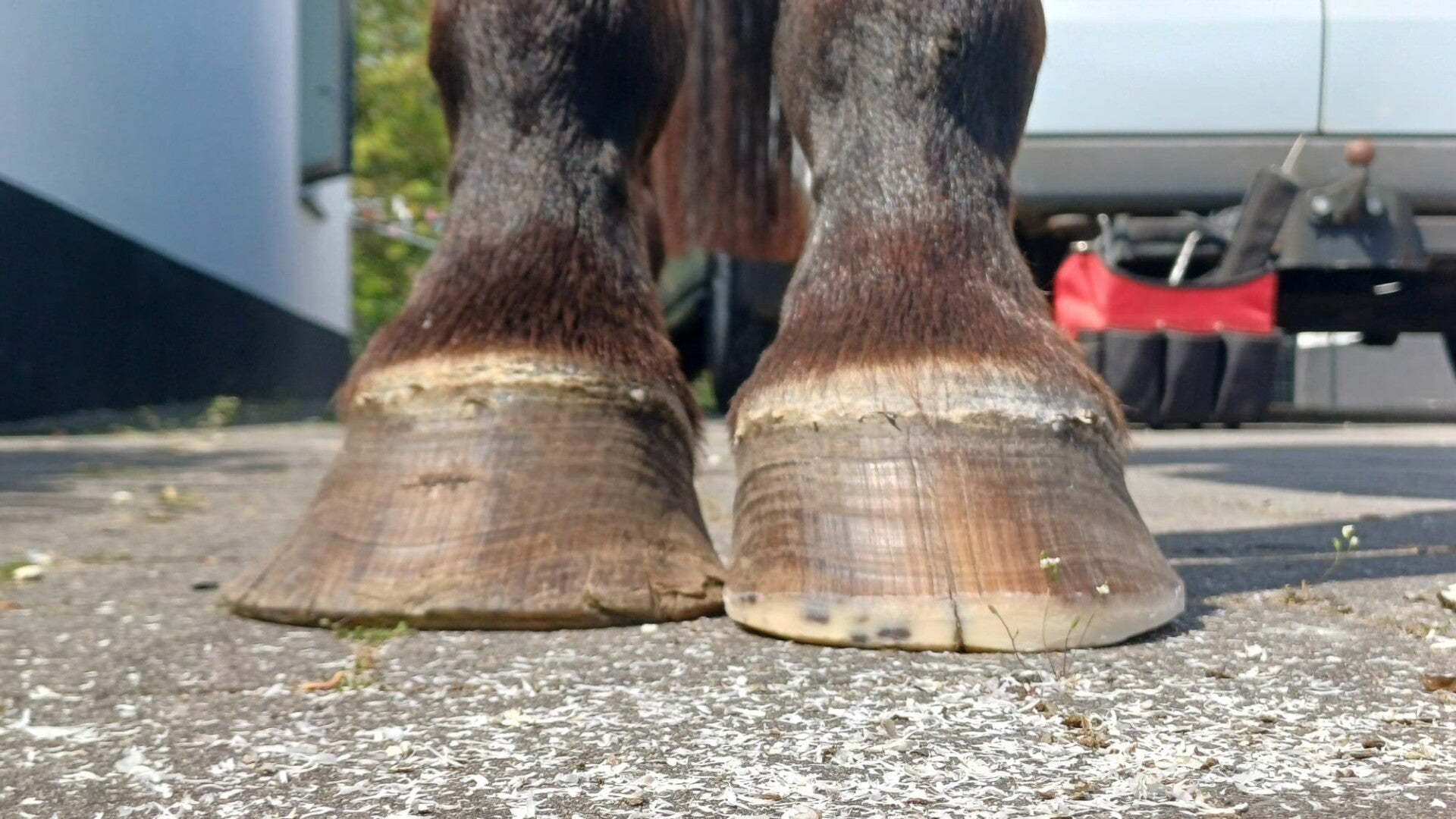 Rechts bekapte hoef, links onbekapte hoef