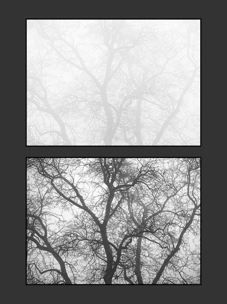 diptychon-baumkrone-website-standard.jpg