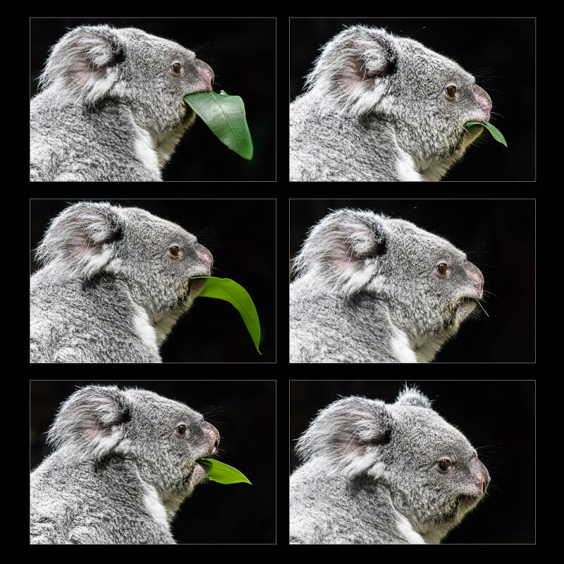 koala-website-standard-asdpmj.jpg
