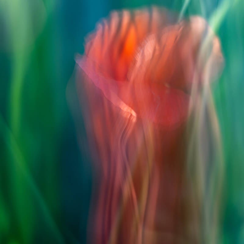 mohnblume-diptychon-1-standard.jpg