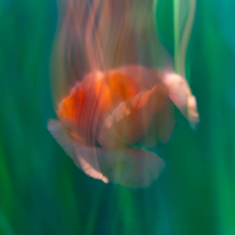 mohnblume-diptychon-2-standard.jpg