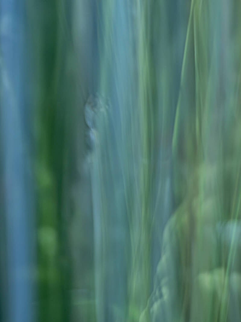 mohnblume-geteiltes-diptychon-2-standard.jpg