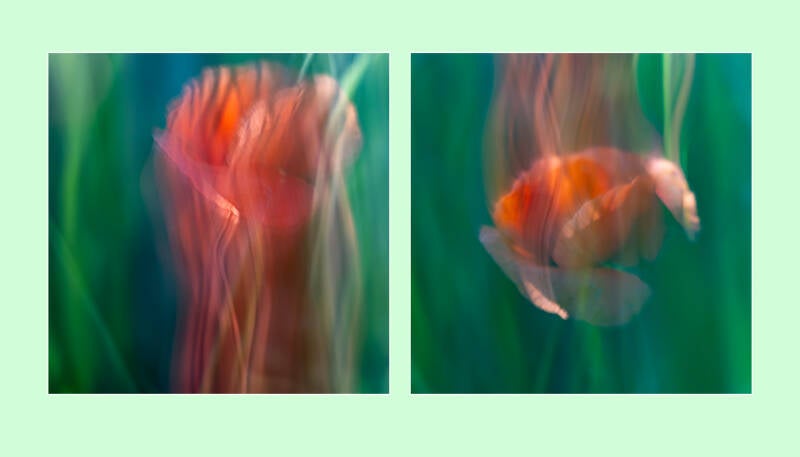 mohnblumen-diptychon-quadratisch-standard.jpg