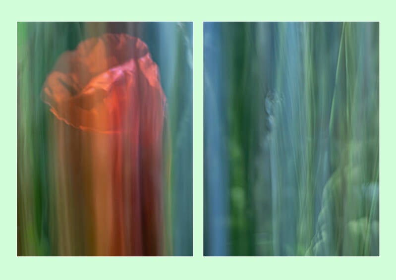 mohnblumen-diptychon-standard.jpg